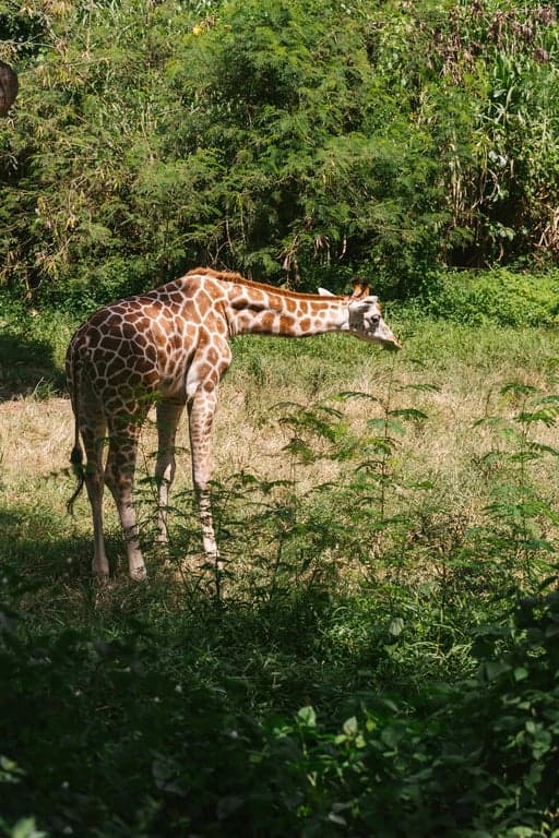 만화 스타일 향상
