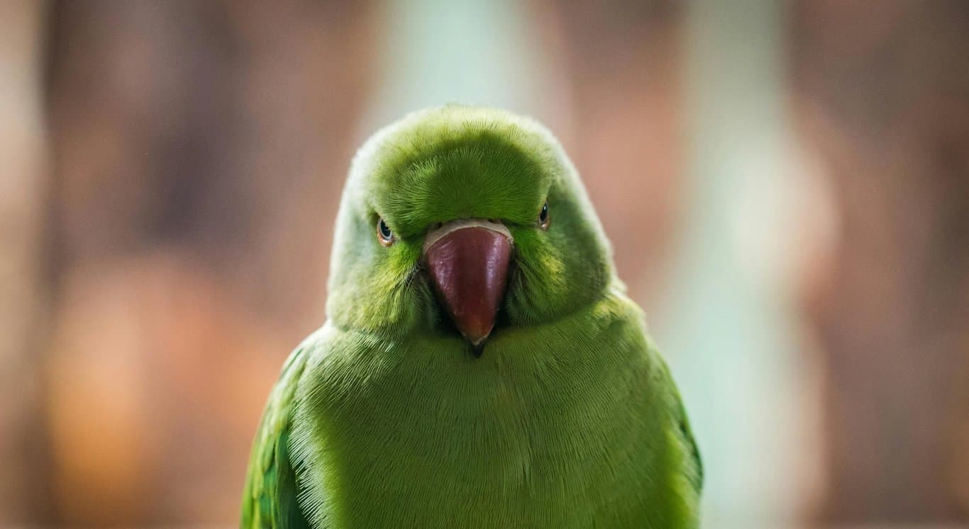 image to emoji converter before - a green parrot with fluffy feathers
