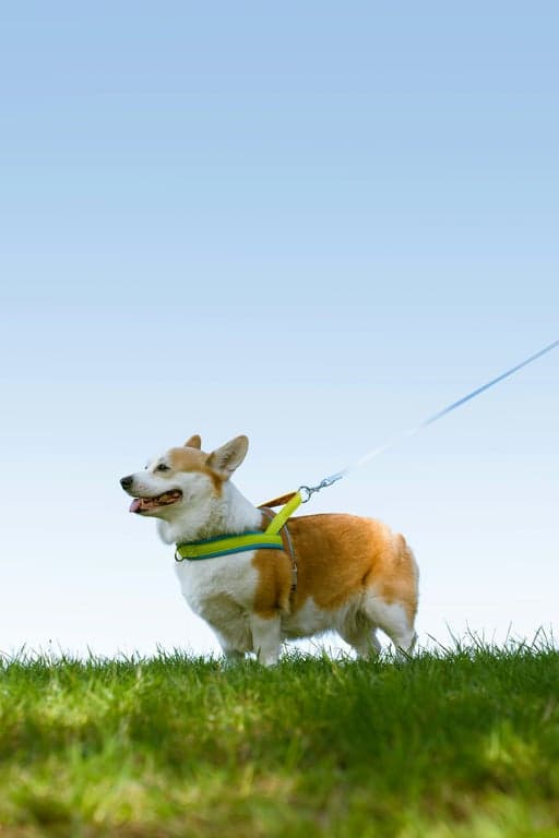 مرئيات الموسيقى والتعديلات