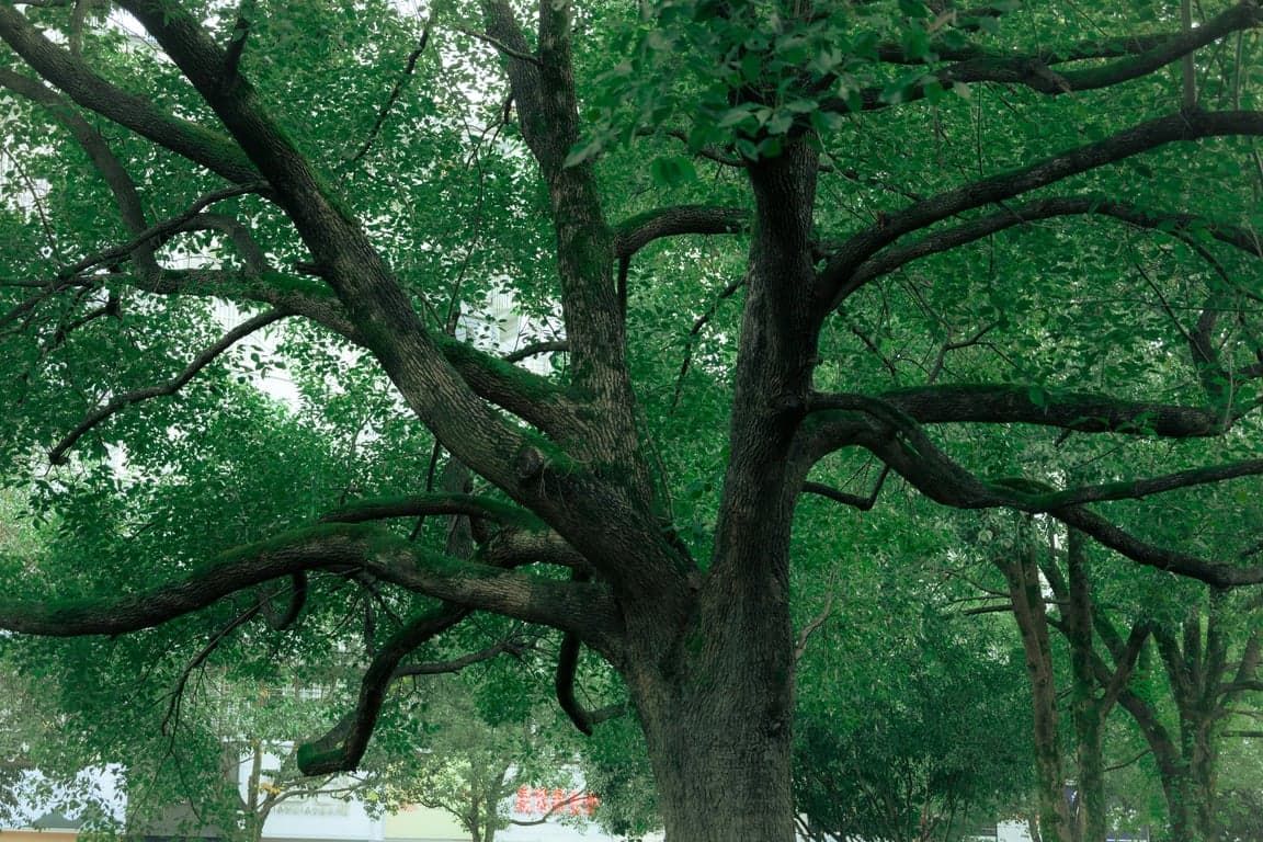 A creative blend of a light bulb and a growing tree inside it, symbolizing ideas and growth, with roots and branches extending from the bulb's filament.