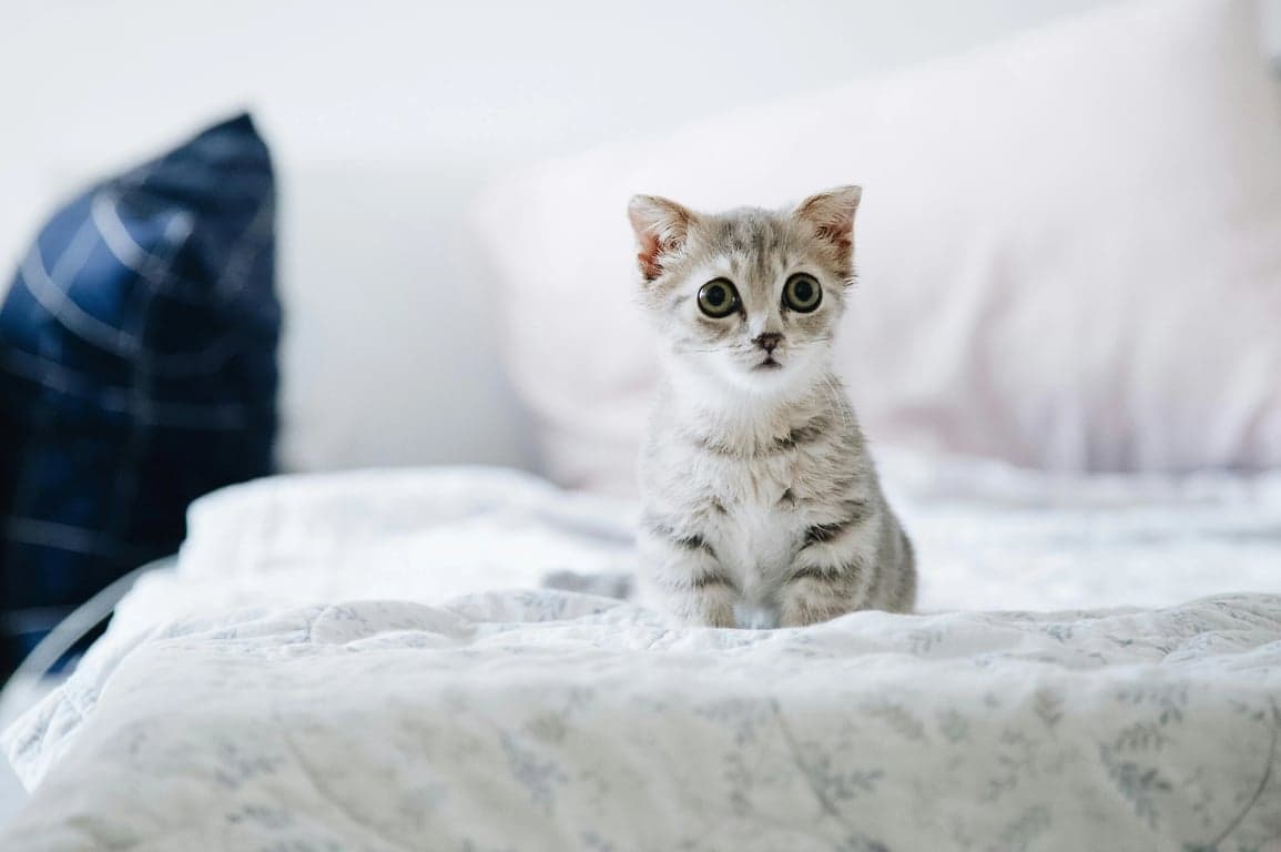 ai pet to human before – a small white kitty sitting on a bed