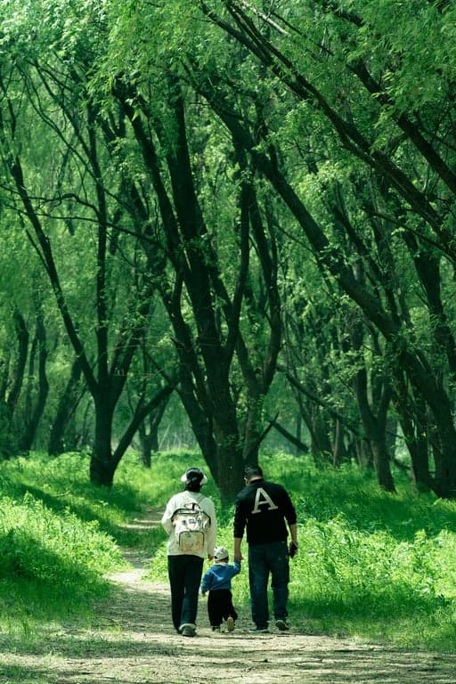 a forest path photo enhanced with visible sunbeams streaming through the canopy, creating shafts of light with volumetric glow and misty atmosphere.