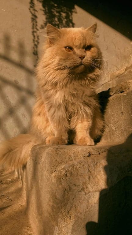 a portrait of a cat transformed into crayon drawing style, waxy color texture, visible crayon strokes, paper grain overlay.