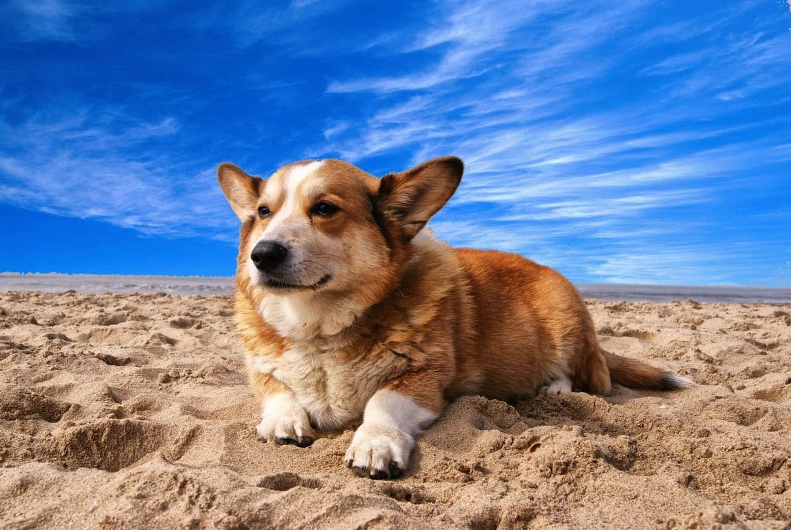 ai action figure generator before: a dog on the beach