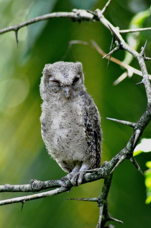 A large-format ASCII art of an animal (like an owl), where the feathers and eyes are meticulously rendered with commas, periods, and asterisks.