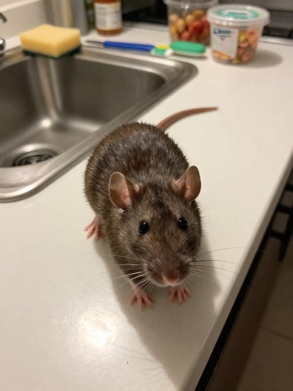 Transform this real rat snapsh...