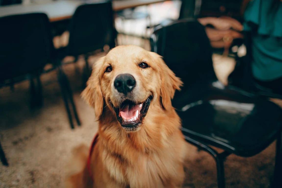 AI pet portrait generator free before pic - smiling golden retriever indoors