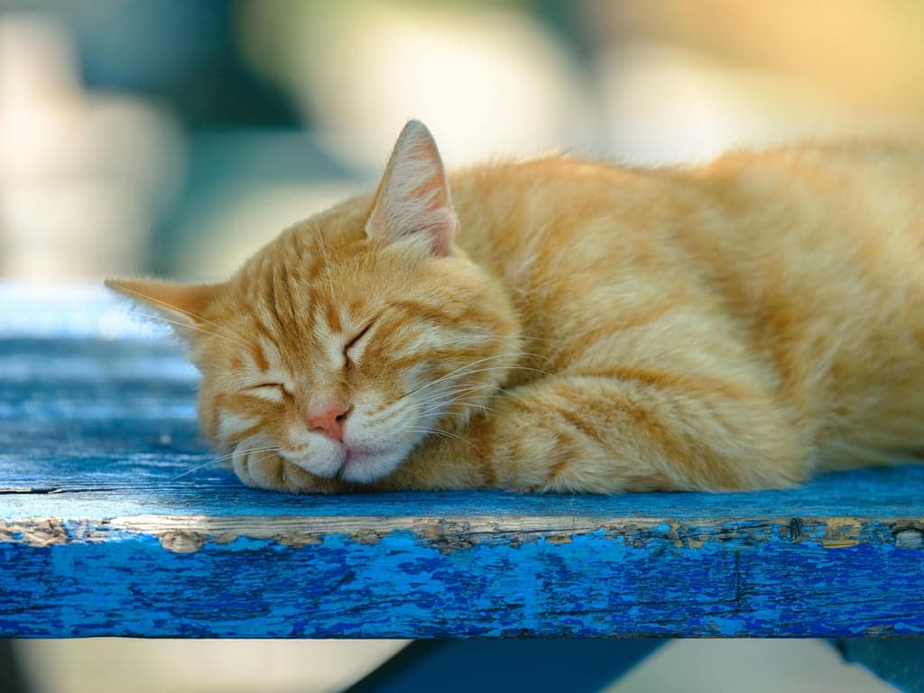 AI pet portrait generator free before pic - sleeping orange cat on blue bench