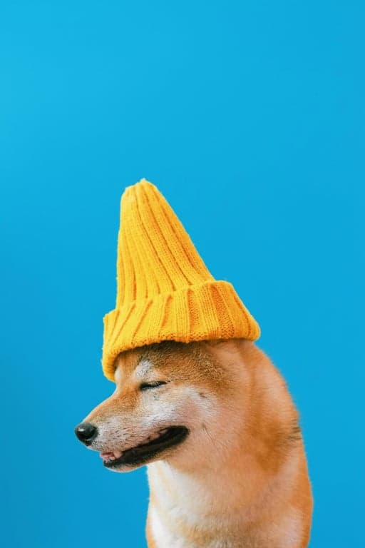 Brat generator after photo - dog with yellow hat with brat style