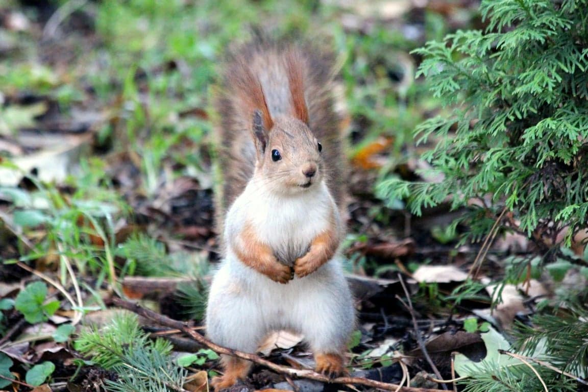 AI photo to cartoon style before pic - red squirrel