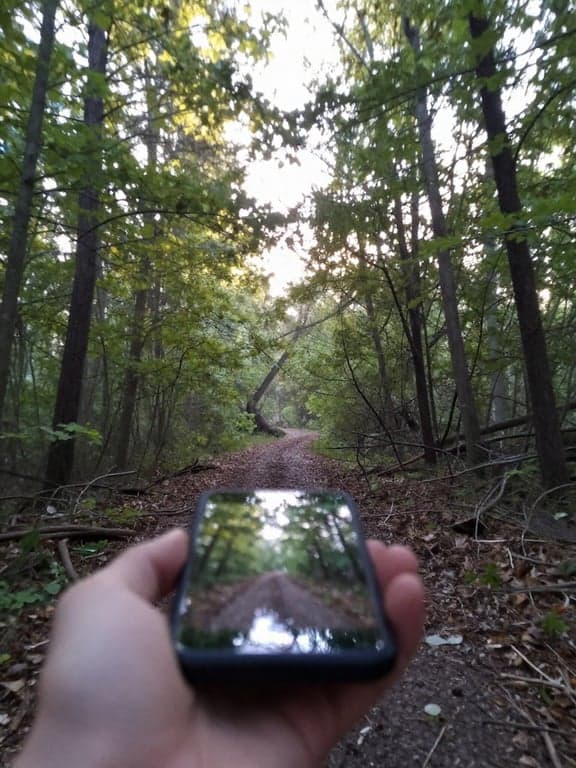 Transform the entire forest sc...