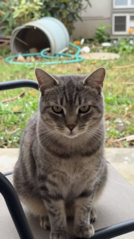 Convert this ordinary cat snap...