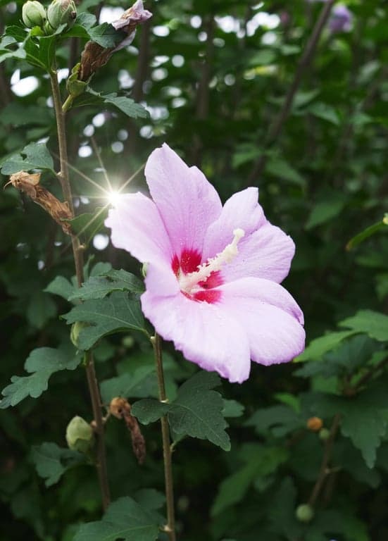 A product photo (e.g., a flower)  with a studio-style highlight added to mimic the reflection and gleam of a small, bright light source like the sun.